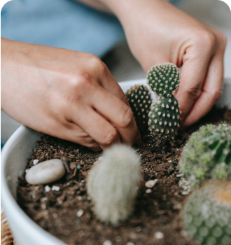 planting
