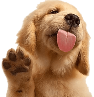 puppy dog