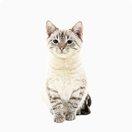freddie cat