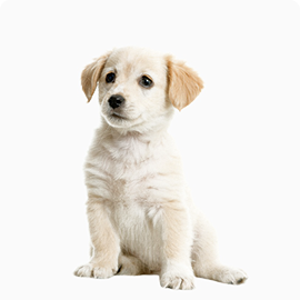 jennifer dog