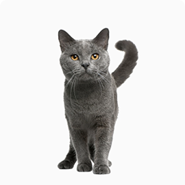 katrine cat