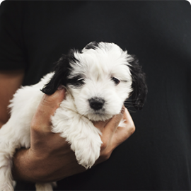 sophia dog