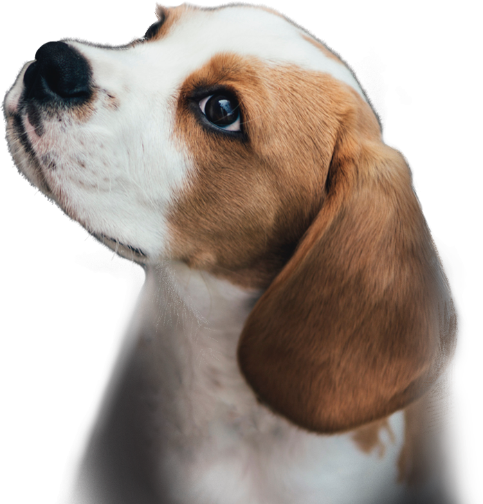 start-puppy