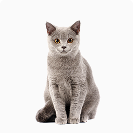 timmy cat